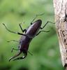 사슴벌레 (Stag Beetle)