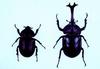 장수풍뎅이 암수 Allomyrina dichotoma (Korean Horned Beetle)