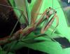 일본 사마귀 (Praying Mantis, Japan)