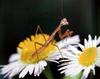 어린 사마귀, 일본 (Praying Mantis instar, Japan)