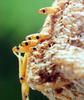 알집에서 갓 부화하는 사마귀 약충, 일본 (Praying Mantis hatchlings, Japan)