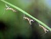 갓 부화한 사마귀 약충, 일본 (Praying Mantis instars, Japan)