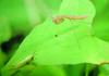메뚜기 약충을 사냥하는 사마귀 약충, 일본 (Praying Mantis instar, Japan)