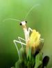사마귀 약충, 일본 (Praying Mantis instar, Japan)