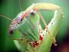 사마귀, 일본 (Praying Mantis, Japan)