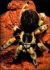 Chilean Rose-Haired tarantula (Grammostola gala)