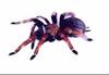 Mexican Fireleg Tarantula (Brachypelma boehmei)