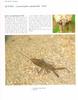 장구애비 Laccotrephes japonensis (Korean Water Scorpion)