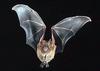 Wrinkled-Lipped Bat (Tadarida plicata)