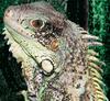 Common Green Iguana (Iguana iguana)