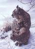 [Animal Art - Bob Henley] Canada Lynx
