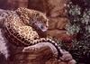 [Animal Art - Carol Lacey] On The Rocks - Jaguar