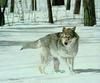 [Animal Art - Charles Frace] On Watch - Gray Wolf