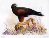 [Animal Art - Dale C. Thompson] Wildlife Trek 2001, Mar 2001, Harris' Hawk