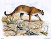 [Animal Art - Dale C. Thompson] Wildlife Trek 2001, Apr 2001, Cougar