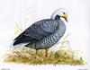 [Animal Art - Dale C. Thompson] Wildlife Trek 2001, May 2001, Emperor Goose