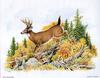 [Animal Art - Dale C. Thompson] Wildlife Trek 2001, Aug 2001, White-tailed Deer