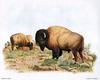 [Animal Art - Dale C. Thompson] Wildlife Trek 2001, Oct 2001, American Bison