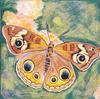 [Animal Art - Dee L. Sprague] Buckeye Butterfly