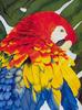 [Animal Art - Donna Francis] Macaw
