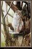 [Animal Art - Douglas Paschalis] Unceasingly Alert, European Lynx