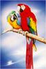 [Animal Art - Ean Taylor] Parrots