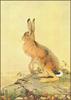 [Animal Art - Edward Julius Detmold] The Hare and the Tortoise