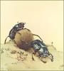 [Animal Art - Edward Julius Detmold] The Sacred Beetle