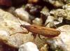 긴날개쐐기노린재 Nabis stenoferus (Nabid/Damsel Bug)