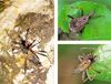 미니날개큰쐐기노린재 Himacerus apterus (Nabid/Damsel Bug)