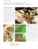 긴날개쐐기노린재 Nabis stenoferus / 미니날개큰쐐기노린재 Himacerus apterus (Nabid/Damsel Bug)