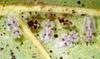 버즘나무방패벌레 Corythucha ciliata (Sycamore Lace Bug)