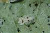 버즘나무방패벌레 Corythucha ciliata (Sycamore Lace Bug)