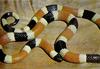Western Coral Snake (Micruroides euryxanthus)