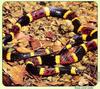 Texas Coral Snake (Micrurus fulvius tener)