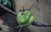 Emerald Tree Boa (Corallus caninus)