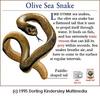 Olive Sea Snake (Aipysurus laevis)