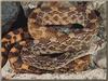 Pine Snake (Pituophis melanoleucus)