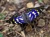 왕오색나비 Sasakia charonda (Large Purple Fritillary Butterfly/Japanese Emperor)