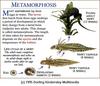 Newt - Metamorphosis