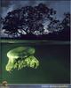 Upside-down Jellyfish (Cassiopea xamachana)