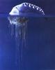 Bluebottle Jellyfish (Physalia physalis)