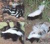 ...Skunks (Mephitidae): eastern spotted skunk (Spilogale putorius), American hog-nosed skunk (Conep