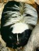 Striped Skunk (Mephitis mephitis)
