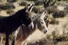 Wild Burro (Equus asinus)