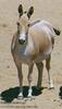 Onager / Asiatic Wild Ass (Equus onager)