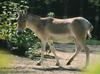 Onager / Asiatic Wild Ass (Equus onager)