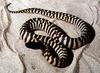 Black-headed Python (Aspidites melanocephalus)