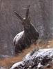 Alpine Ibex (Capra ibex ibex)