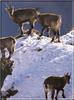 Alpine Ibex (Capra ibex ibex)